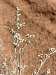 Eriogonum nummulare