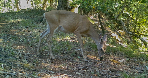iNaturalist observation photo of Columbian Black-tailed Deer