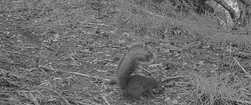 iNaturalist observation photo of Western Gray Squirrel