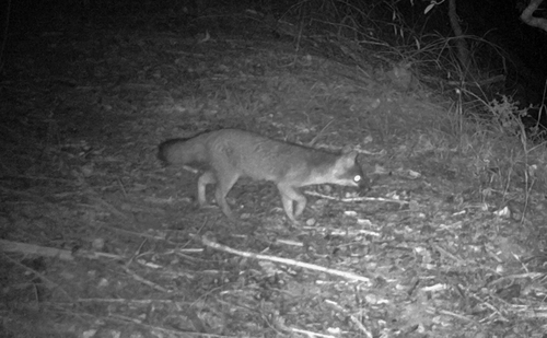 iNaturalist observation photo of Gray Fox