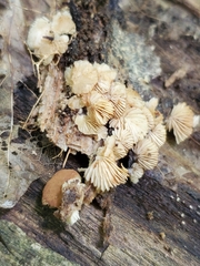 Crepidotus malachioides