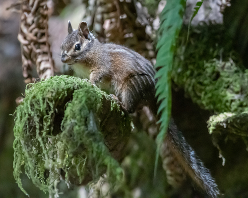 iNaturalist observation photo of Sonoma Chipmunk