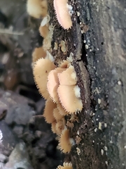 Crepidotus malachioides