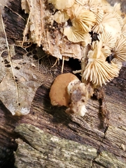 Crepidotus malachioides