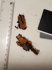 Crepidotus malachioides