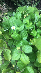 Fragaria × ananassa