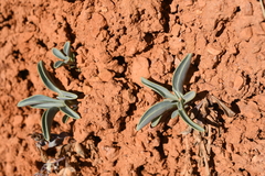 Penstemon bracteatus