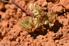 Cymopterus minimus