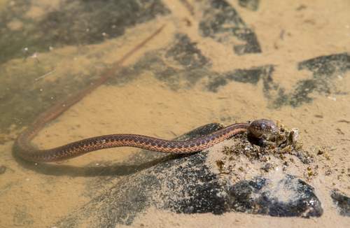 iNaturalist observation photo of Aquatic Garter Snake