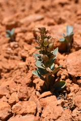 Penstemon bracteatus