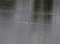 Recurvirostra americana