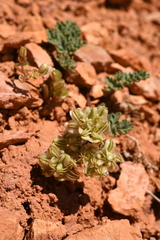 Cymopterus minimus