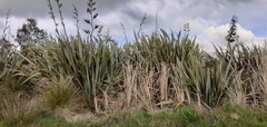 Phormium tenax