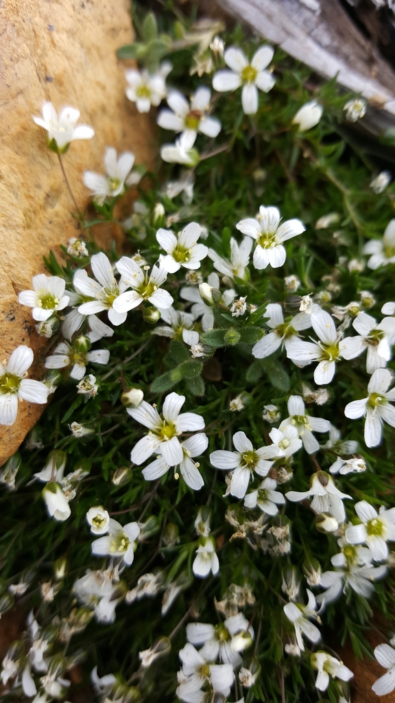 twin sisters sandwort