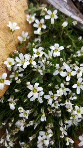 twin sisters sandwort (Sabulina sororia)