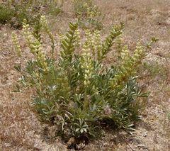 Lupinus peirsonii