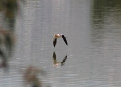 Recurvirostra americana