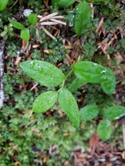 Streptopus streptopoides