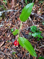 Streptopus streptopoides