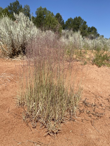 sandhill muhly (Muhlenbergia pungens)