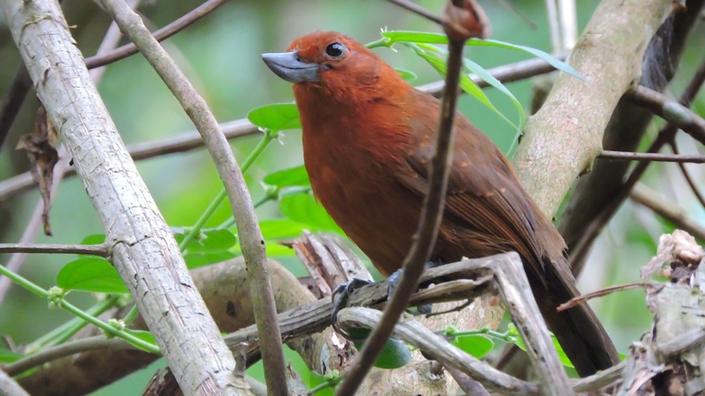 Recurve-billed Bushbird photo