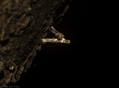 Cyphosticha panconita