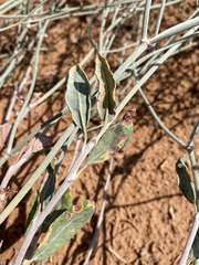 Eriogonum nummulare