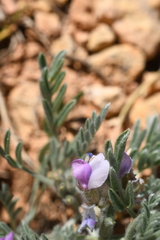 Oxytropis oreophila
