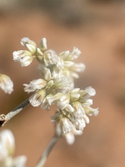 Eriogonum nummulare