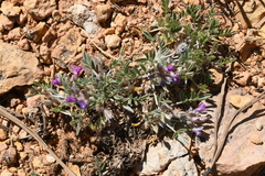 Oxytropis oreophila