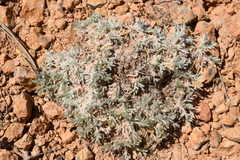 Oxytropis oreophila