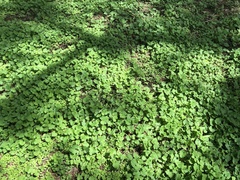 Orychophragmus violaceus