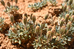 Chamaechaenactis scaposa