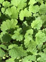 Orychophragmus violaceus