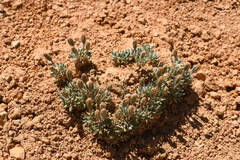 Chamaechaenactis scaposa