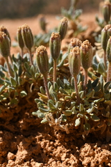 Chamaechaenactis scaposa