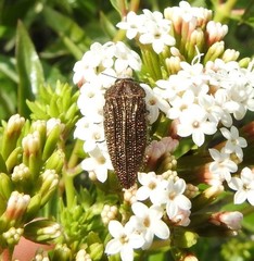 Acmaeodera cuprina