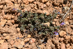 Penstemon caespitosus