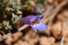 Penstemon caespitosus