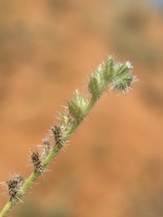 Cryptantha fendleri