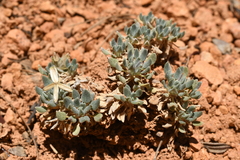 Chamaechaenactis scaposa