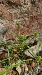 Cyperus nipponicus