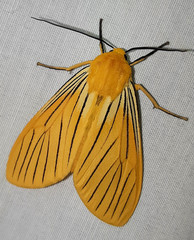 Pseudischnocampa nervosa