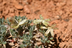 Chamaechaenactis scaposa