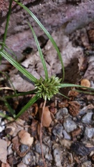 Cyperus nipponicus