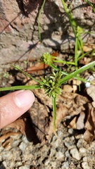 Cyperus nipponicus