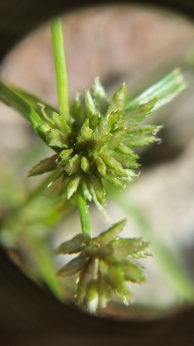 Cyperus nipponicus iNat (1)
