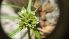 Cyperus nipponicus