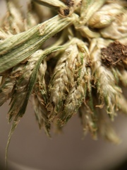 Cyperus nipponicus