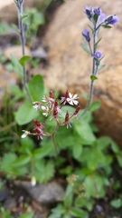 Micranthes nelsoniana